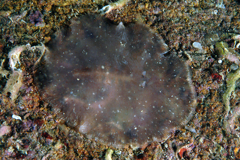 Stylochus pilidium (Goette, 1881) e Discocelis tigrina